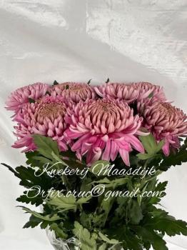 Vollsortiment - Chrysantheme HORNBILL DARK